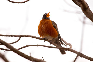 Red Breasted Robin in Spring Mating Season