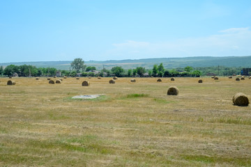 Field with bales of hay. Preparing hay for feeding animals. Newly beveled hay in bales on field.