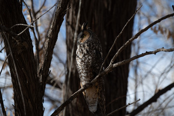 A Long-eared Owl Perched in a Tree