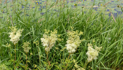 Meadowsweet (Latin name Filipendula ulmaria.) A flowering medicinal plant in a natural place of...