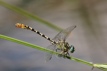 Yellow and black dragonfly perched on a grass