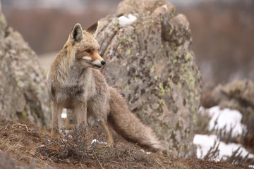 Fox in a landscape with rocks and snow