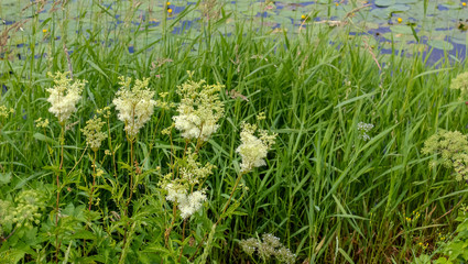 Meadowsweet (Latin name Filipendula ulmaria.) A flowering medicinal plant in a natural place of growth, in a wet meadow, on a river, on the shore of a lake.