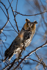 A Long-eared Owl Perched in a Tree