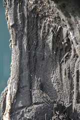 Fototapeta na wymiar Spider web on a trunk covered by pine tar