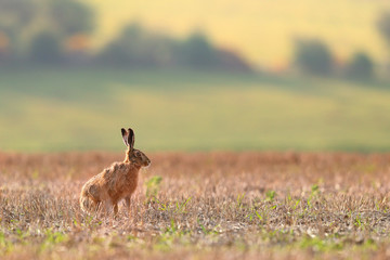 Brown Hare in field - 328919834