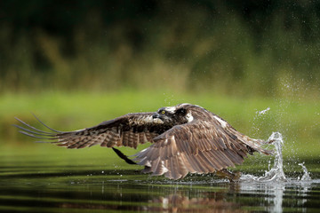Osprey hunting on water - 328919866
