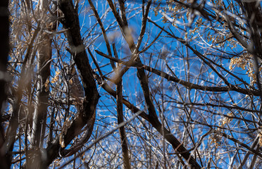 A Long-eared Owl Perched in a Tree