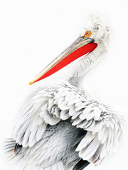 Pelican on white background - 328919895