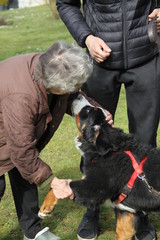 Grandmother with a cute bernese mountain dog puppy in the garden