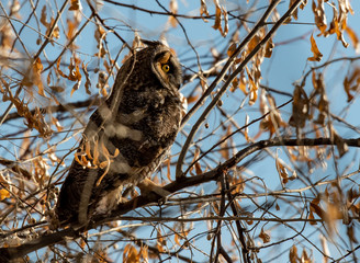 A Long-eared Owl Perched in a Tree