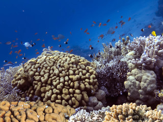 Photo of coral garden with fishes. Red Sea.