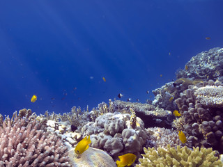 Fototapeta na wymiar Photo of coral garden with fishes. Red Sea.