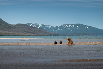 Ruling the landscape, brown bears of Kamchatka (Ursus arctos beringianus)