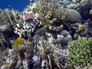 Naklejka na ściany i meble Photo of coral garden with fishes. Red Sea.