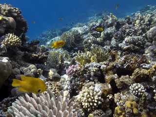 Naklejka na ściany i meble Photo of coral garden with fishes. Red Sea.