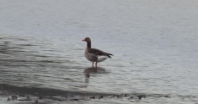 oie cendr&eacute;e au bord de l'eau