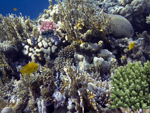 Photo of coral garden with fishes. Red Sea.