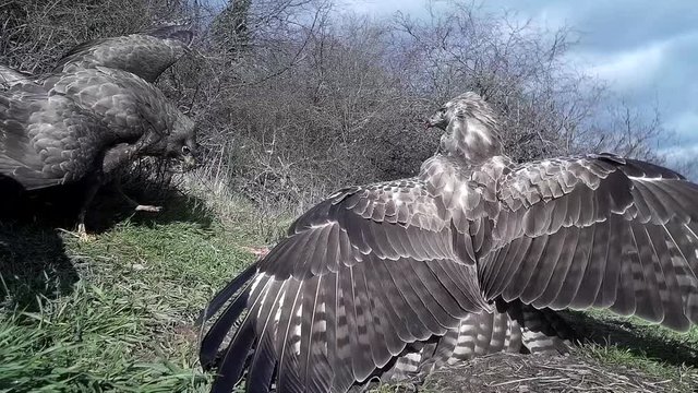 M&auml;usebussarde streiten  am Futterplatz in der Eifel
