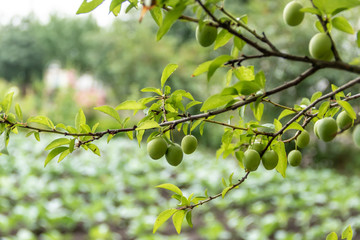 Branch with green plums in a garden