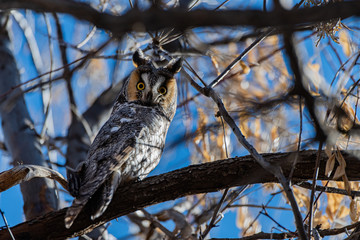 A Long-eared Owl Perched in a Tree