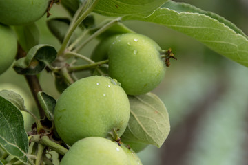 Young green apples grow on a tree in the background of green leaves