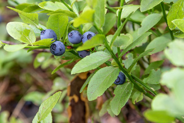 Ripe berries of bilberry grow in forest. Bilberry-bush growing in forest.
