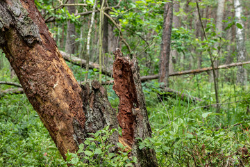 Broken tree in the forest summer day