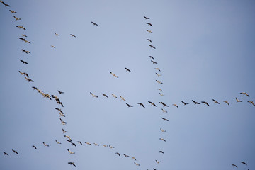Geese Migration in Spring in Nebraska