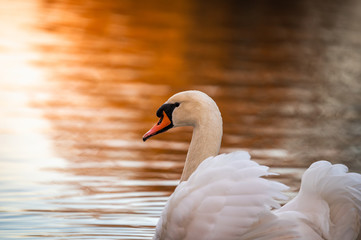 Swan swimming away. In the background is beautiful golden light from the sunset.