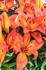 beautiful background of fresh orange blooming lilies with green leaves in the garden in netherlands in april