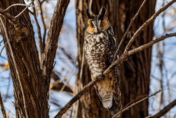 A Long-eared Owl Perched in a Tree