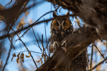 A Long-eared Owl Perched in a Tree