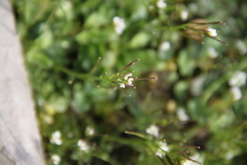 Tiny delicate white flower in the grass