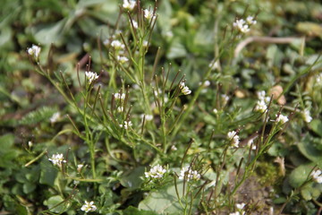 Tiny delicate white flower in the grass