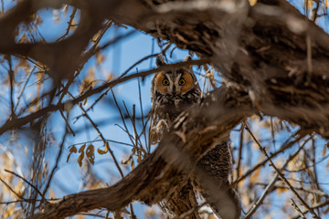 A Long-eared Owl Perched in a Tree