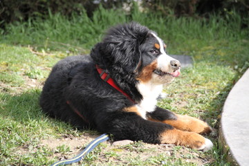 Bernese mountain dog playful puppy 