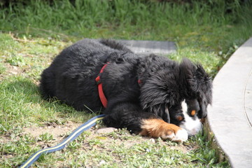 Bernese mountain dog playful puppy 