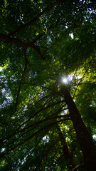 Obraz premium sun in the forest