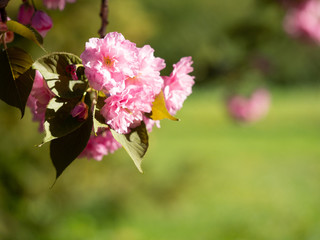 Blooming sakura tree in spring sunny day