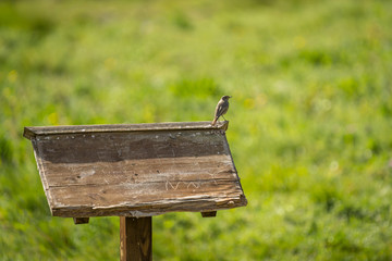 Little bird perched on an empty wooden sign