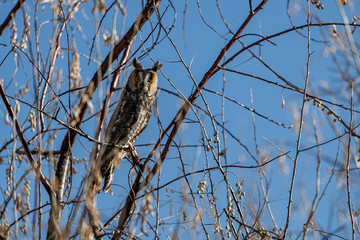 A Long-eared Owl Perched in a Tree
