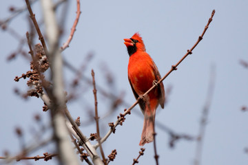 Red Cardinal Male Northern Singing for a Mate