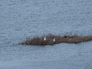 dos gaviotas blancas incubando sus huevos sobre una isleta en el lago de ivars, lerida, españa,...