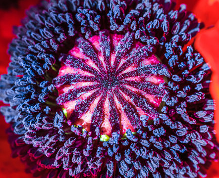 Stempel und Staubgef&auml;&szlig;e einer Mohnbl&uuml;te / Close up