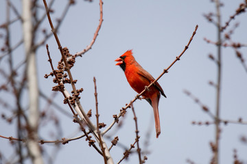 Red Cardinal Male Northern Singing for a Mate