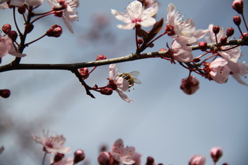 Orchard tree blossom pollinate by a bee