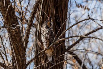 A Long-eared Owl Perched in a Tree