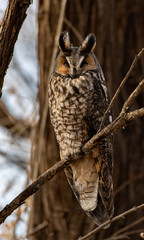 A Long-eared Owl Perched in a Tree