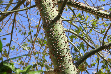 Green chorisia tree trunk with sharp thorns